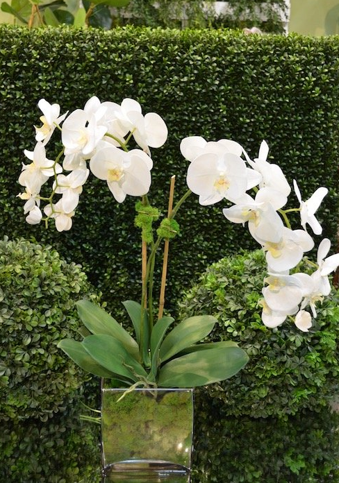 Large Orchid x2 w/Moss - The Kemble Shop